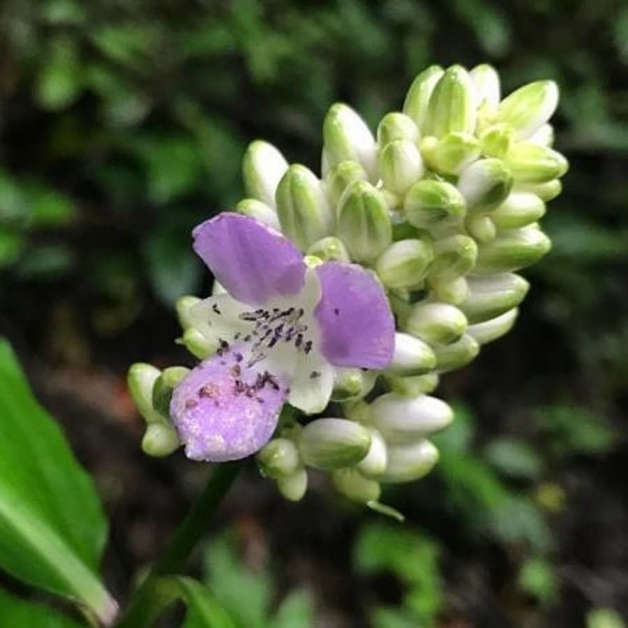 Dichorisandra amabilis flower