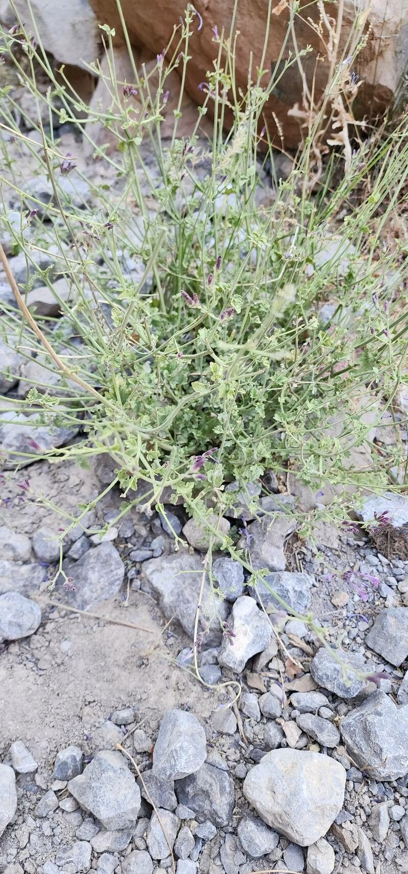 Nepeta macrosiphon habit