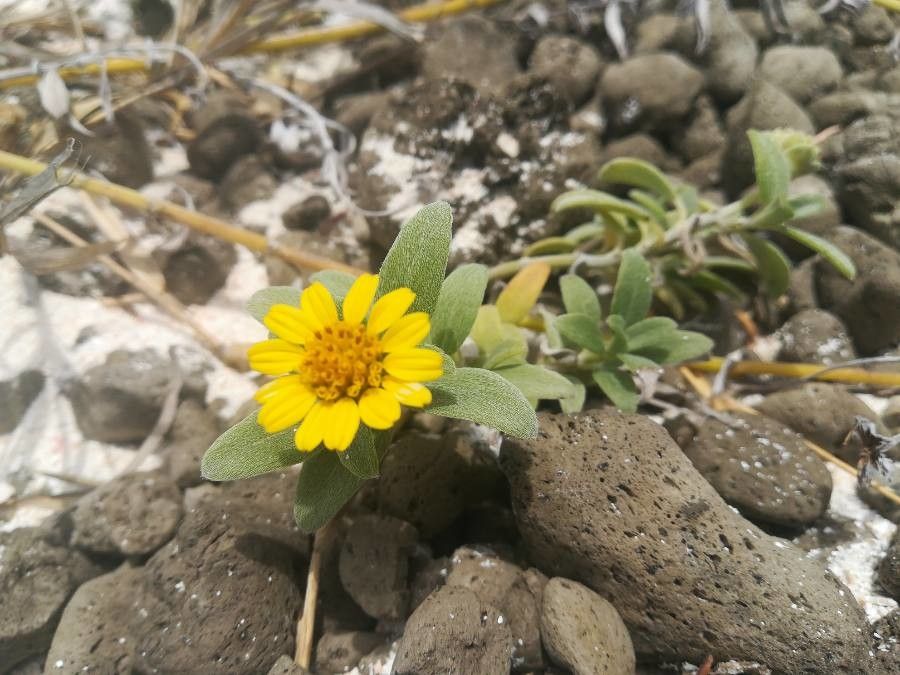 Melanthera lifuana flower