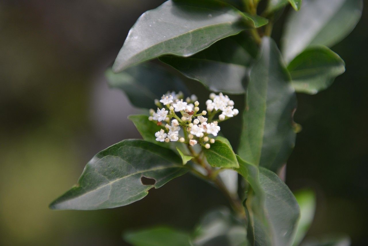 Viburnum costaricanum other