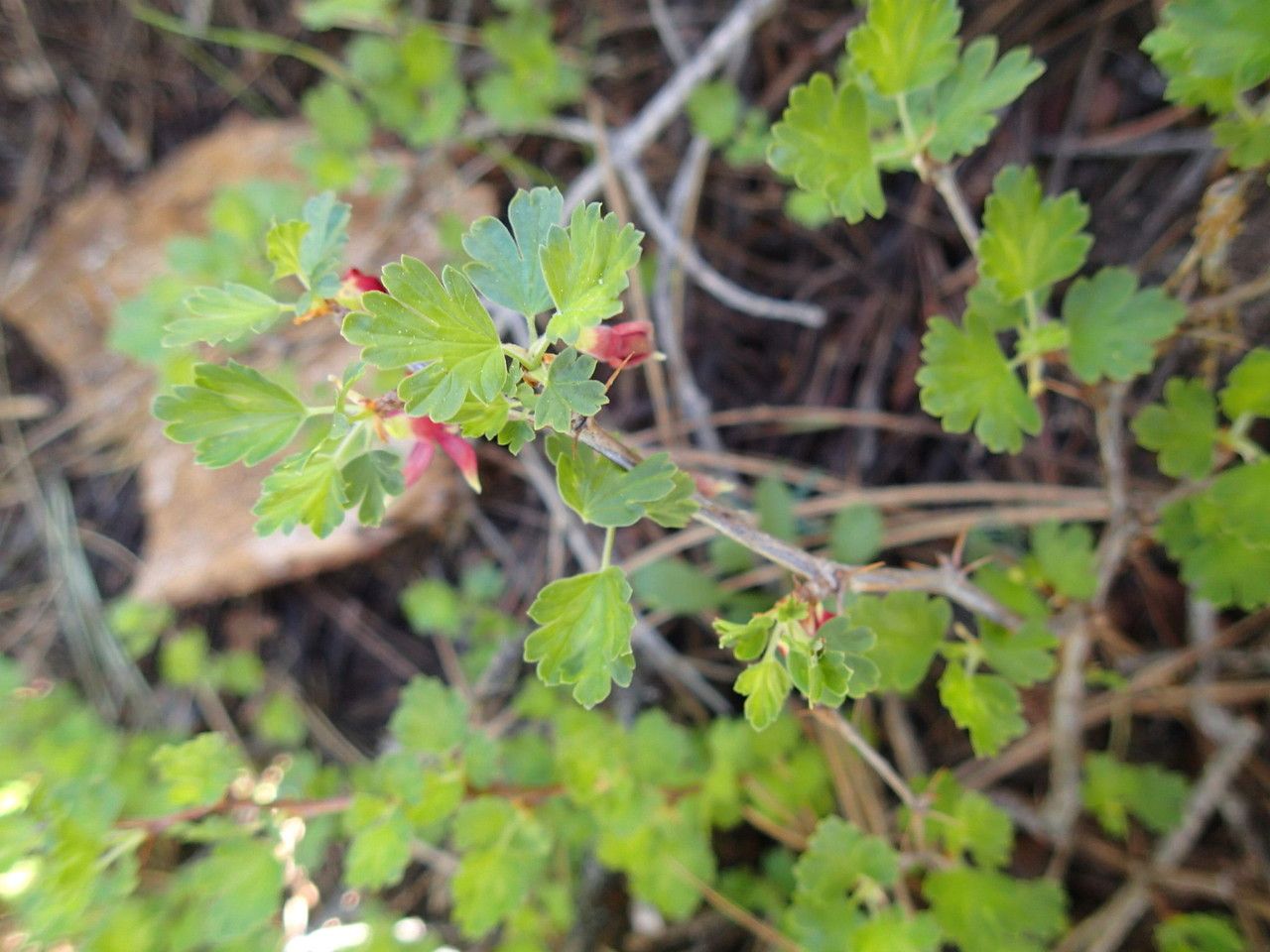 Ribes roezlii habit