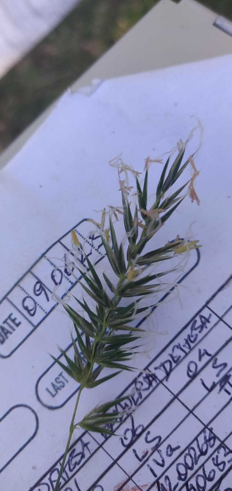 Anthoxanthum aristatum fruit