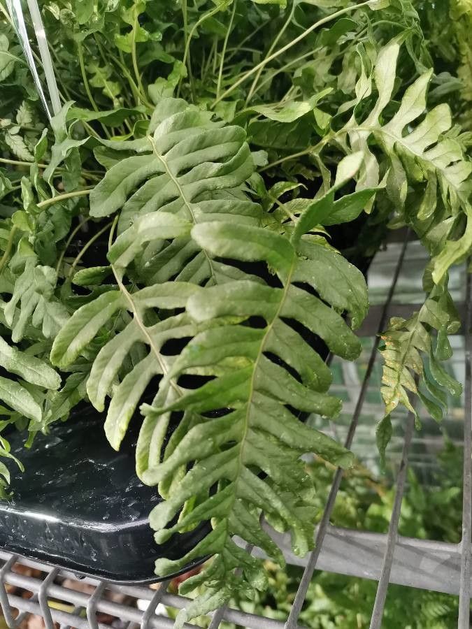 Polypodium californicum — related species from the same genus