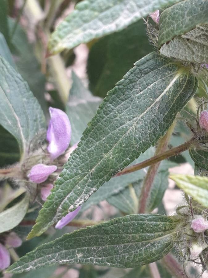 Phlomis herba-venti — search result for 'Phlomis'