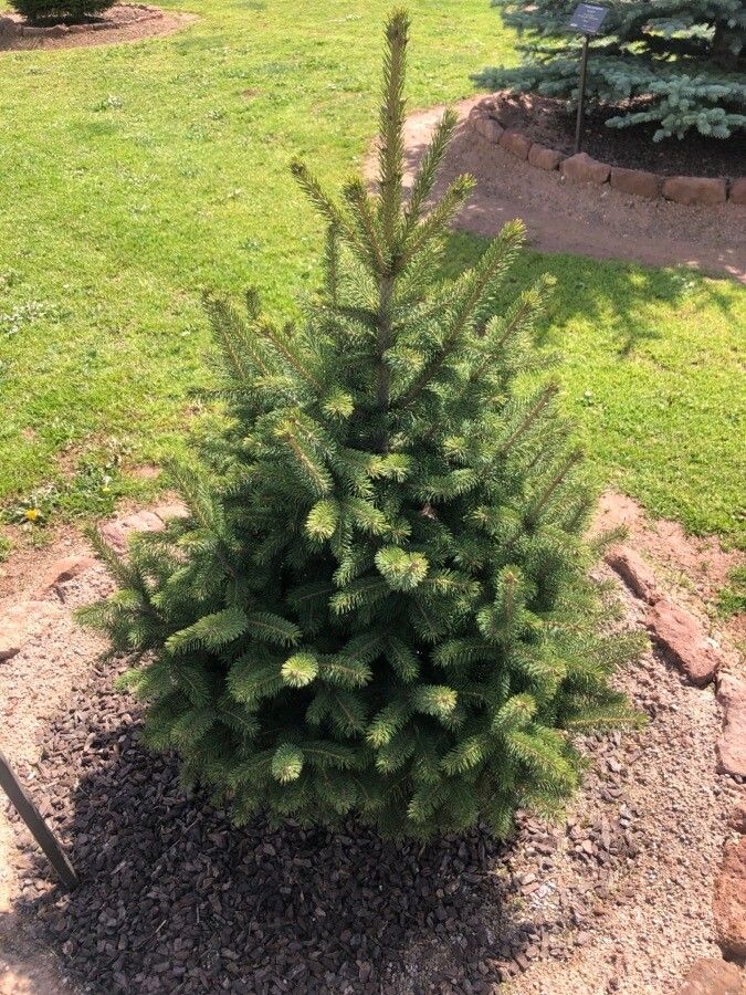 Picea schrenkiana leaf