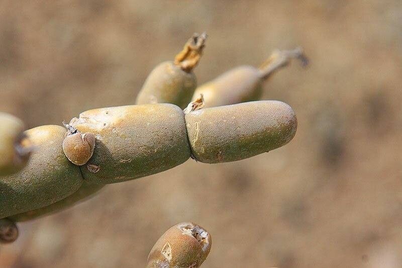 Mesembryanthemum dinteri leaf