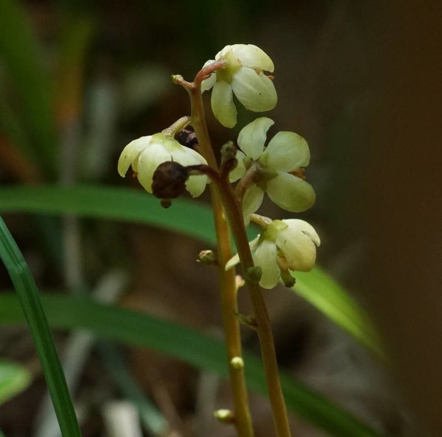 Pyrola chlorantha flower