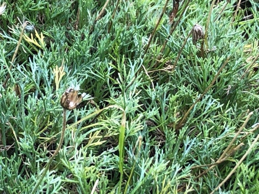 Rhodanthemum catananche flower