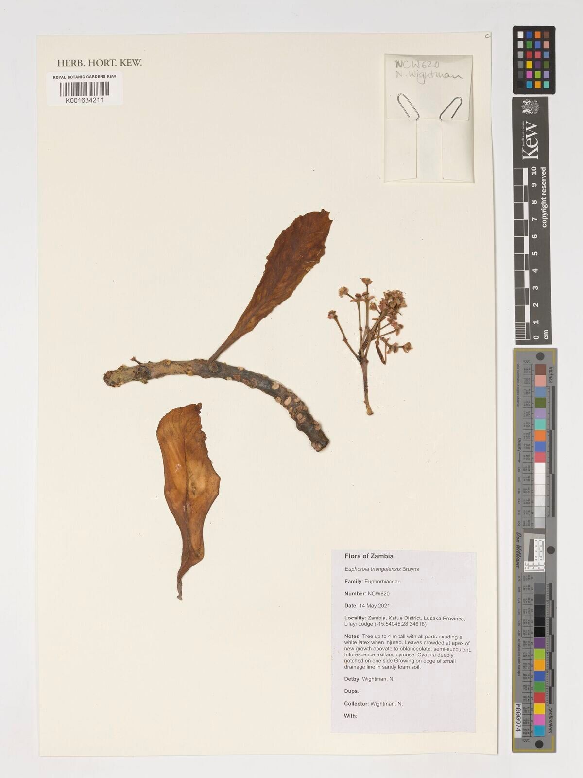 Euphorbia triangolensis — houseplant care guide