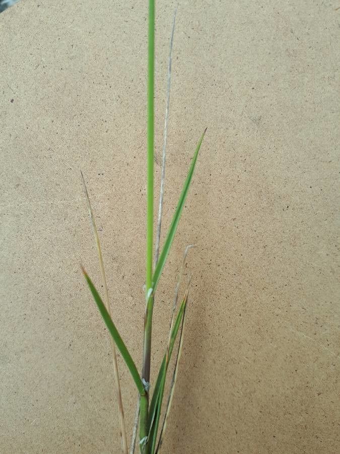 Melica stricta — houseplant care guide