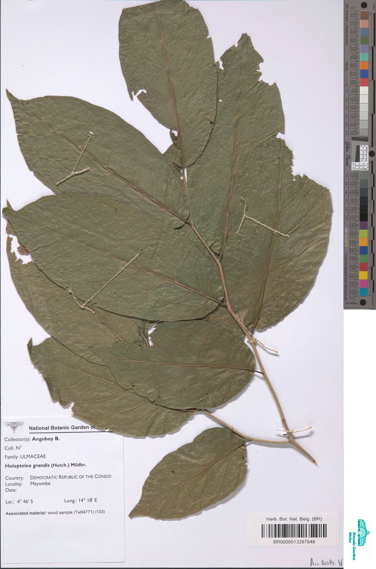 Holoptelea grandis — related species from the same genus