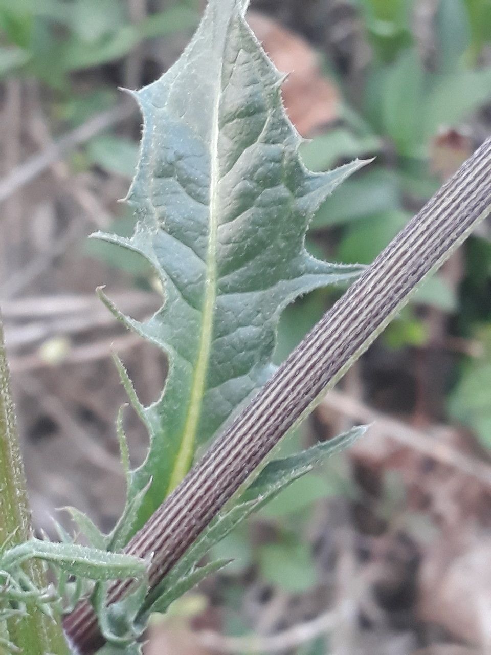 Crepis vesicaria leaf