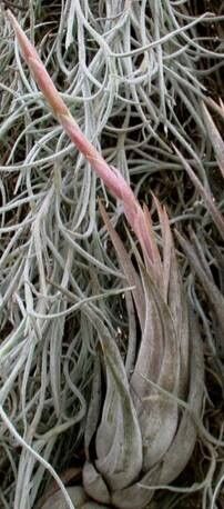 Tillandsia weberi — houseplant care guide