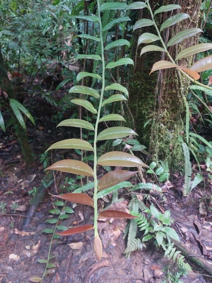 Marcgravia umbellata — houseplant care guide