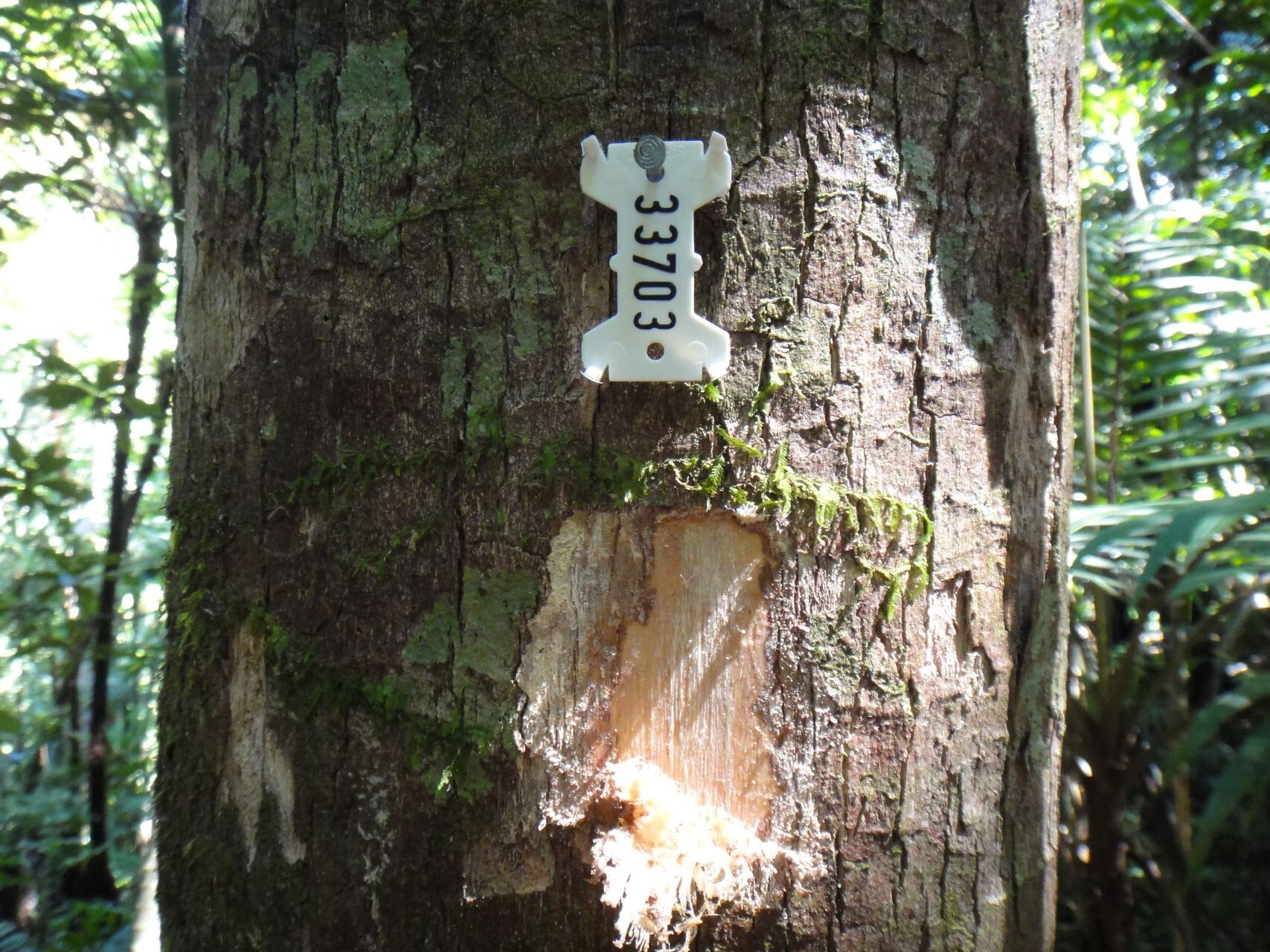 Syzygium bullatum bark