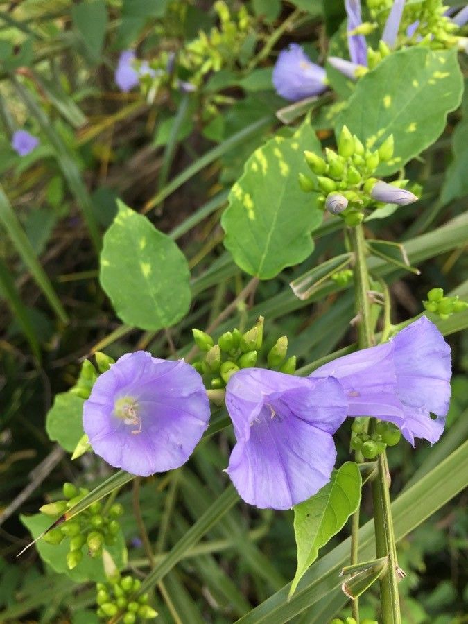 Jacquemontia ciliata flower