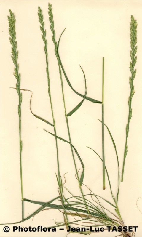 Lolium × boucheanum habit