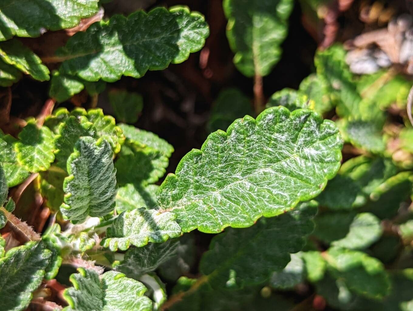 Dryas drummondii leaf