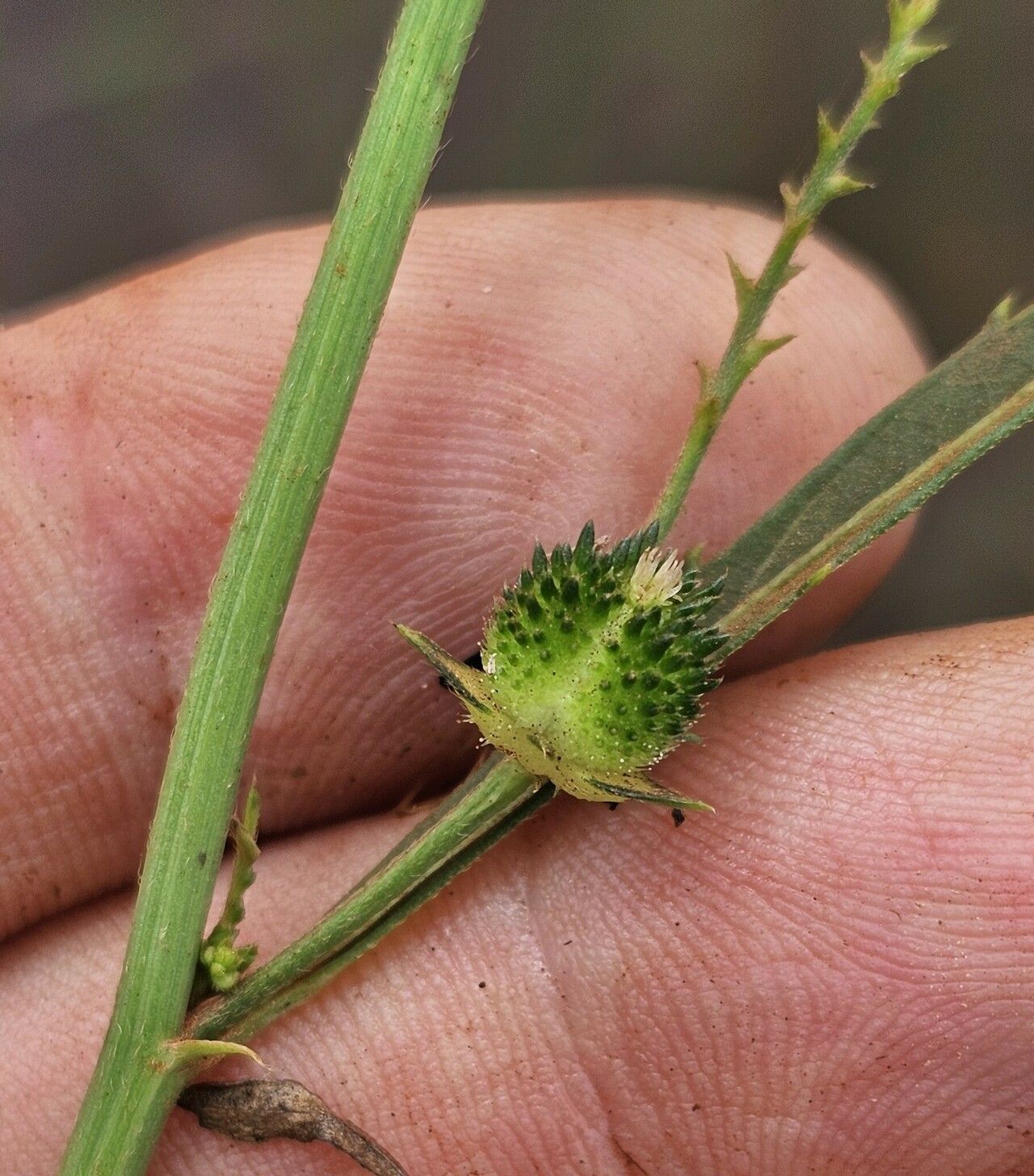 Caperonia serrata — houseplant care guide