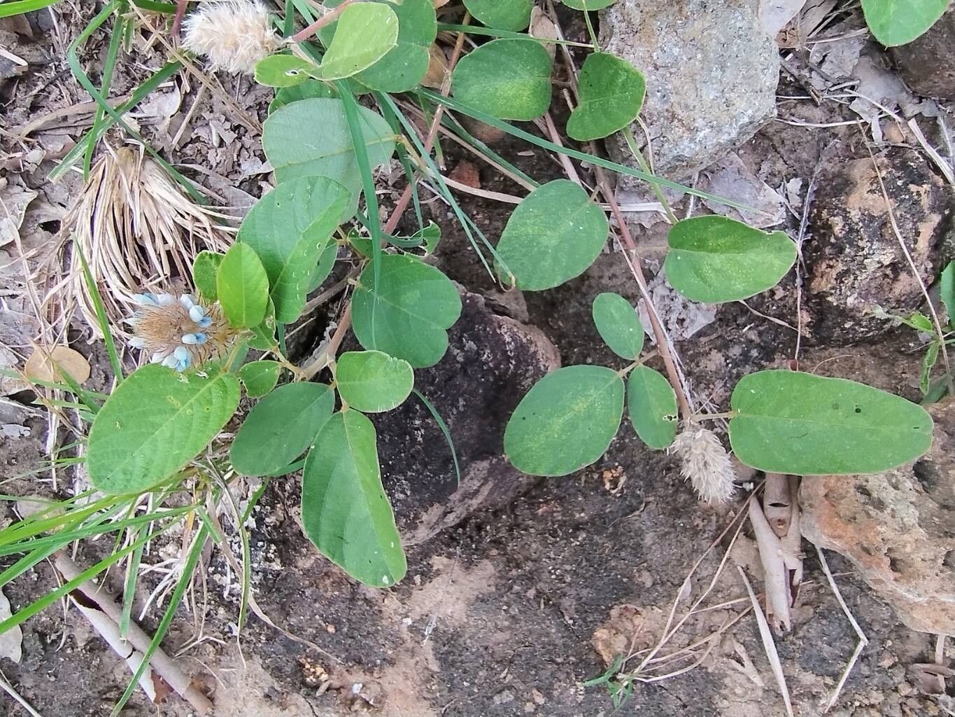 Uraria lagopodioides — related species from the same genus