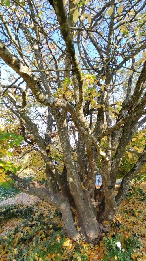 Parrotia subaequalis habit