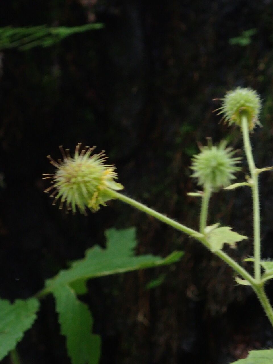Geum roylei — search result for 'Geum'
