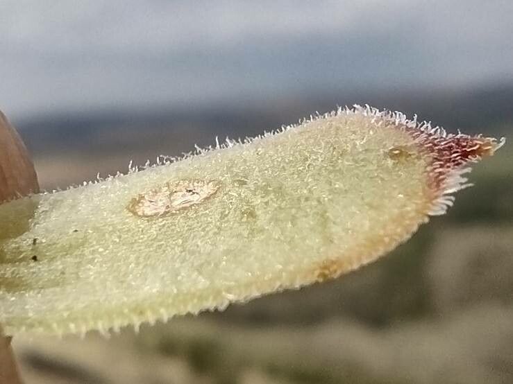 Sempervivum zeleborii leaf
