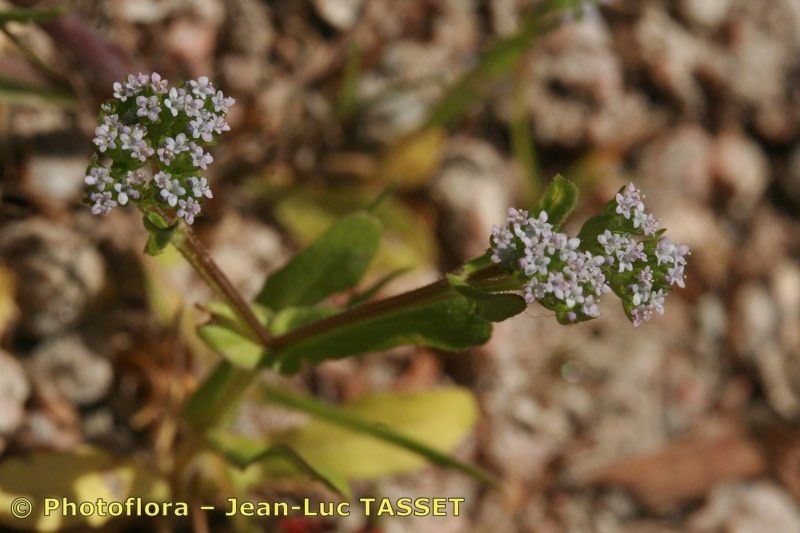Valerianella microcarpa flower