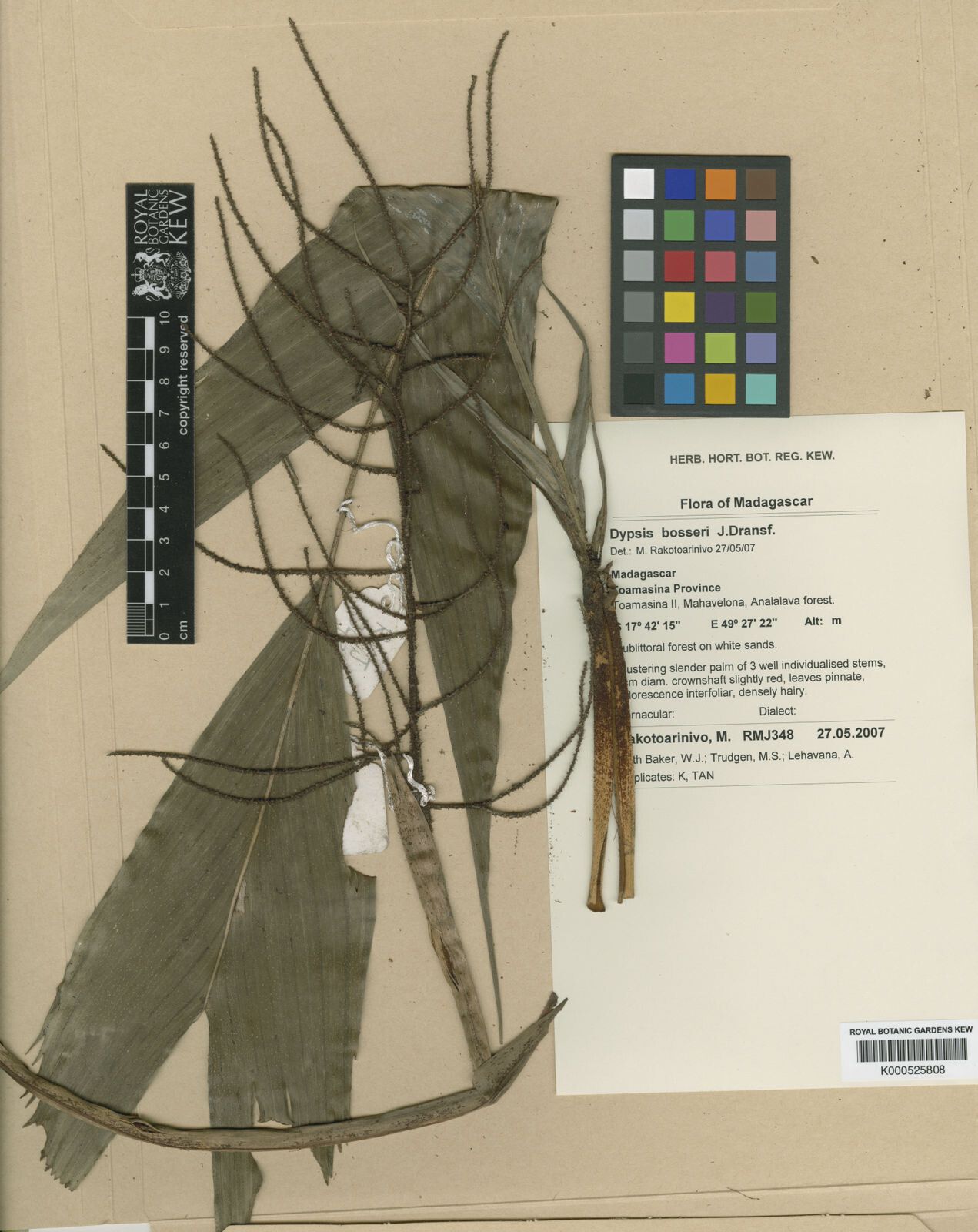 Dypsis bosseri — houseplant care guide