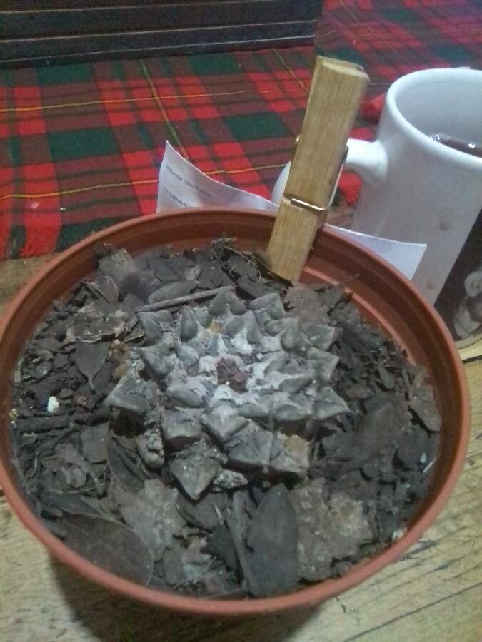 Ariocarpus fissuratus habit