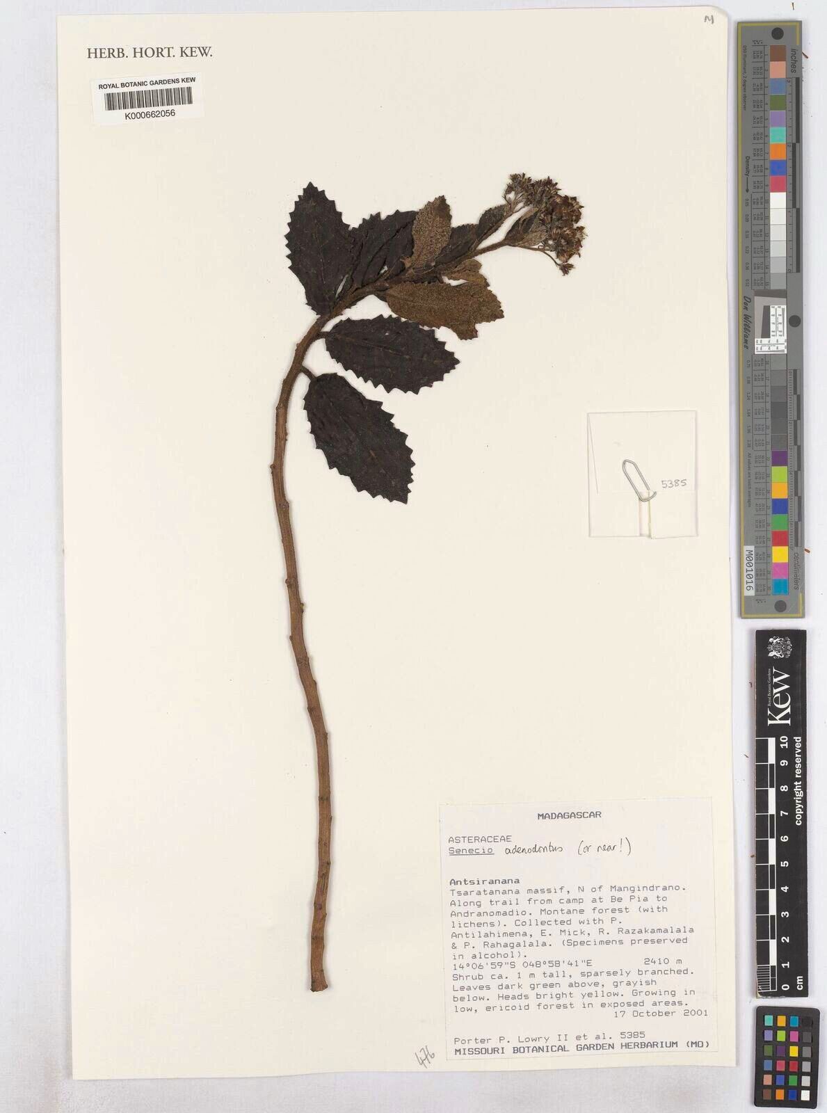 Hubertia adenodonta — related species from the same genus