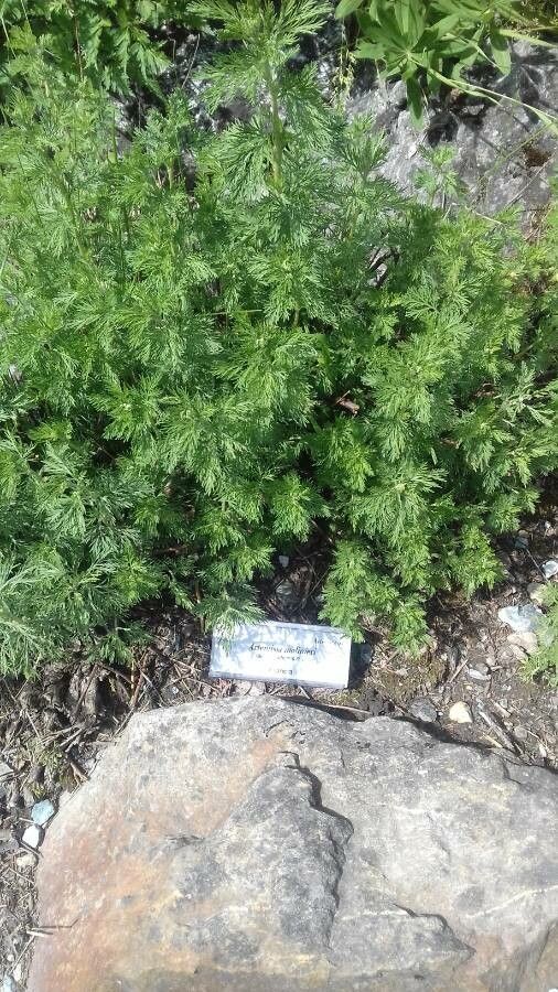 Artemisia molinieri — search result for 'Artemisia'