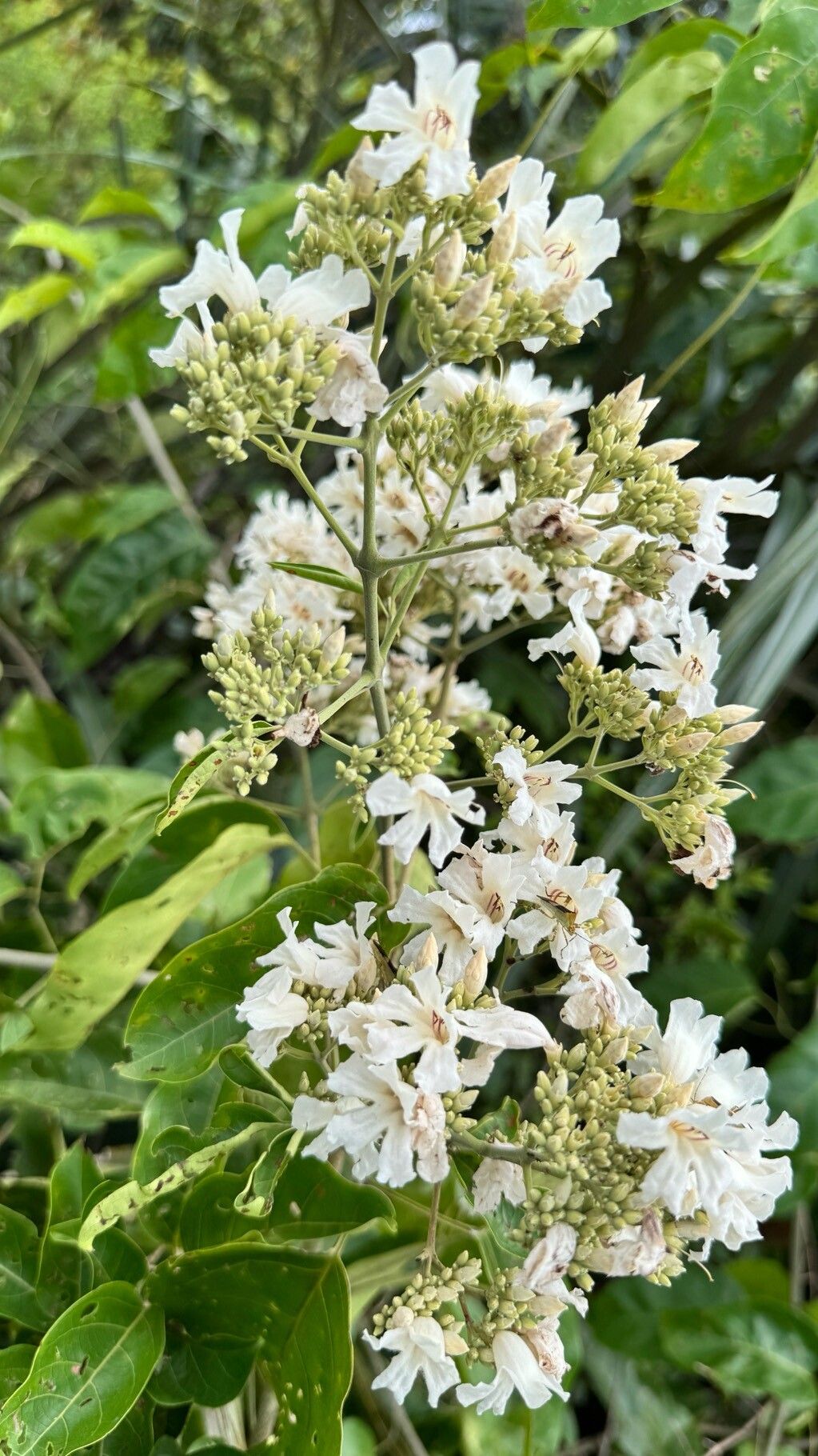 Fridericia florida flower