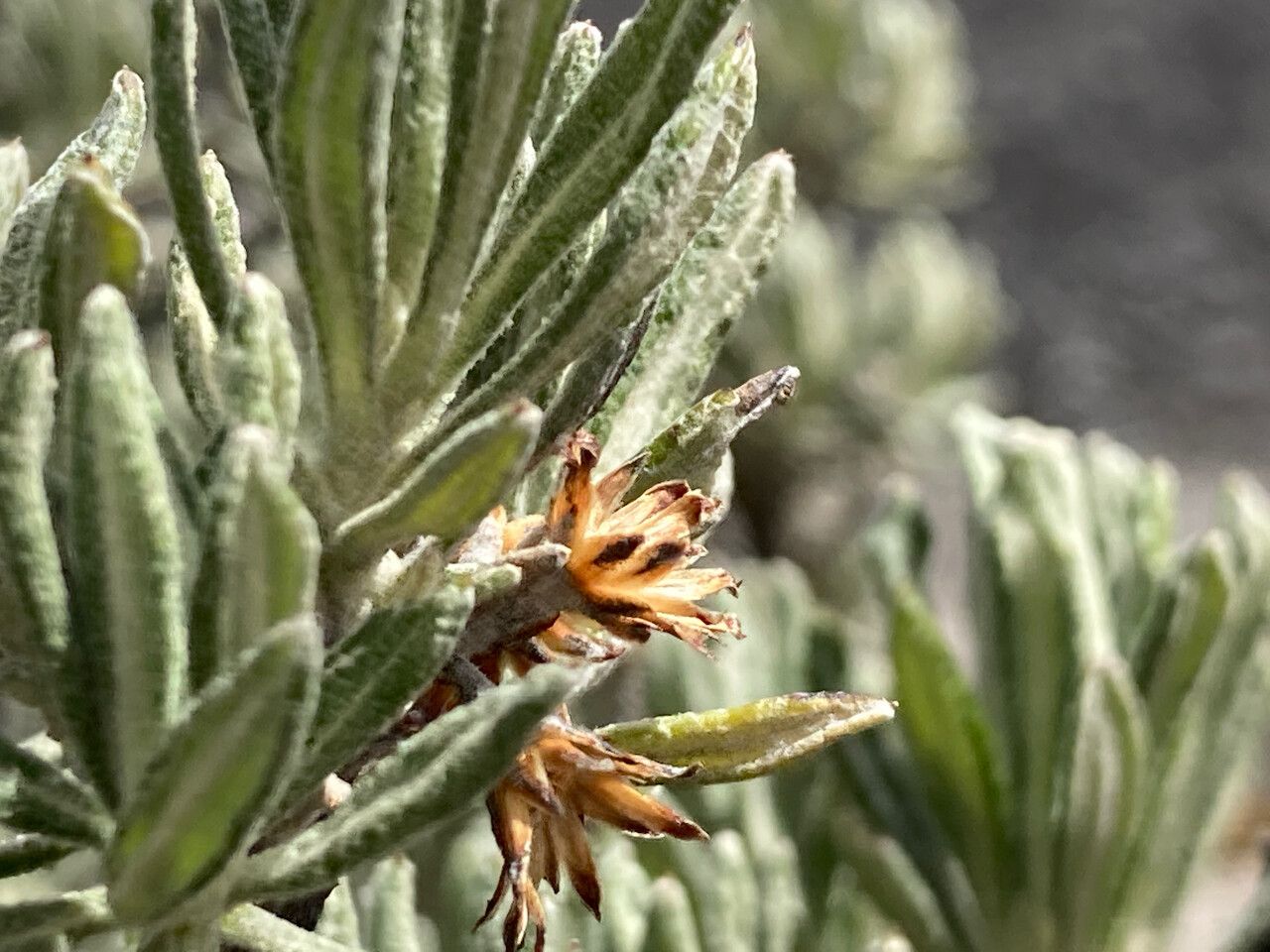 Diplostephium alveolatum flower