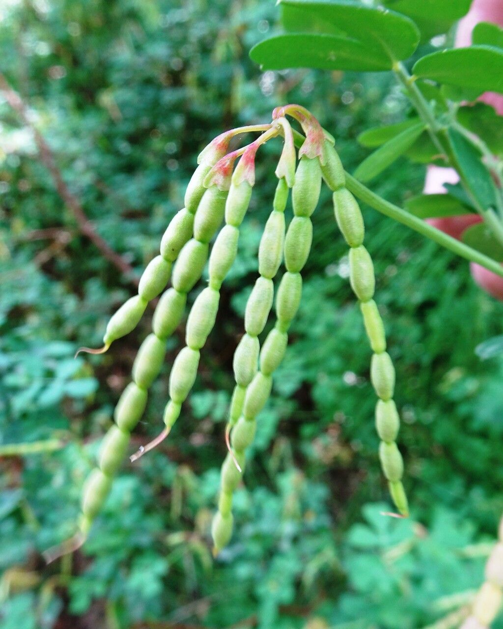 Coronilla glauca fruit