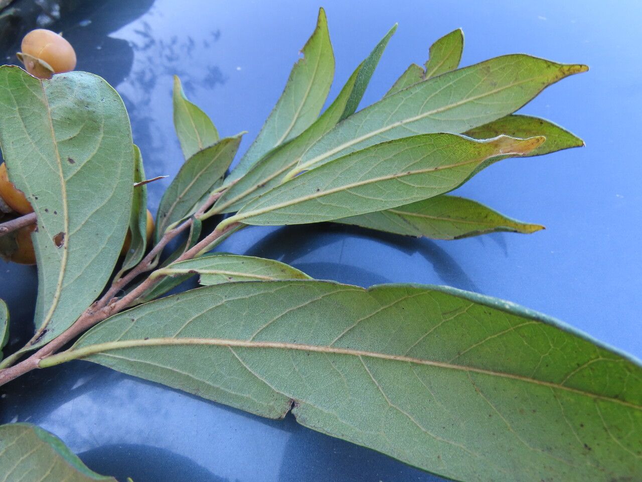 Diospyros salicifolia habit