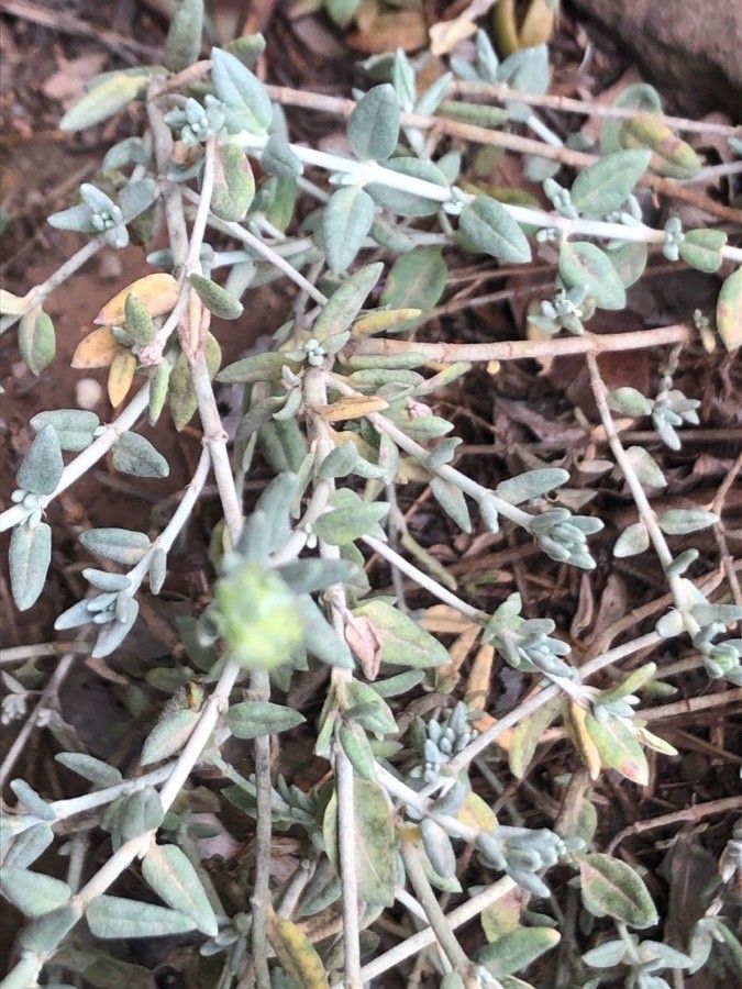 Helianthemum lippii — houseplant care guide