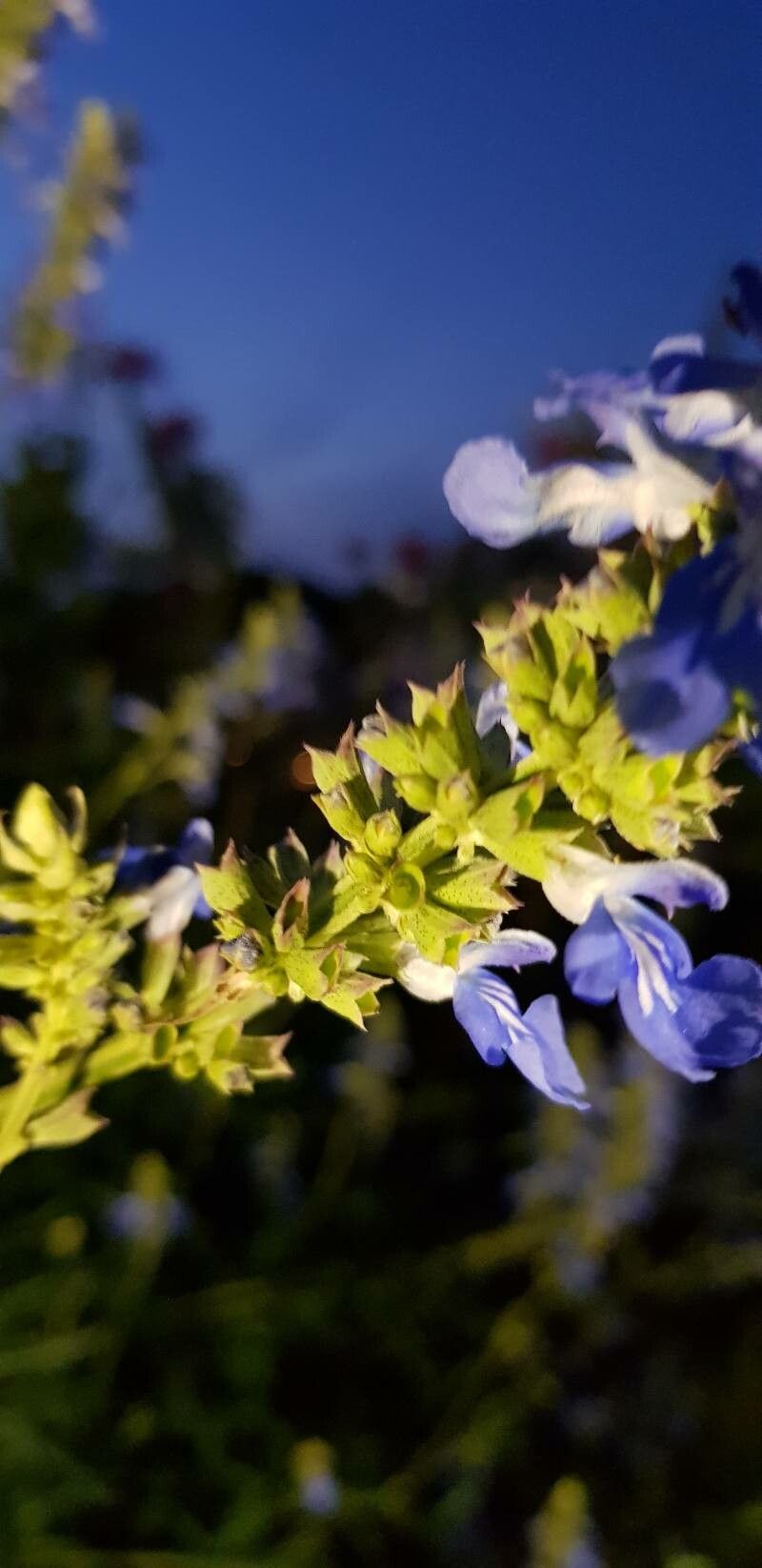 Salvia uliginosa fruit