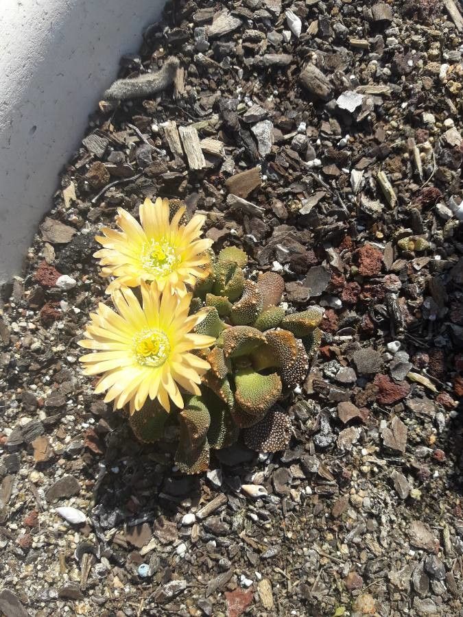 Aloinopsis luckhoffii flower