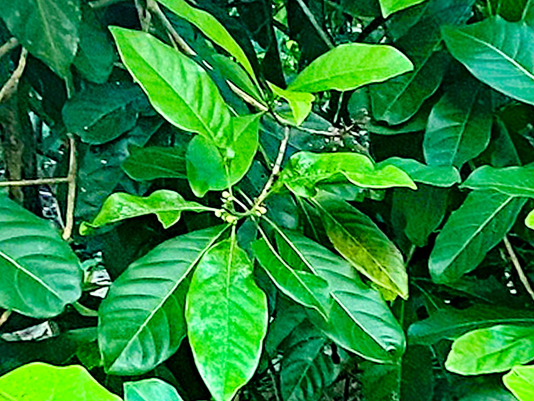 Rhodomyrtus macrocarpa — related species from the same genus