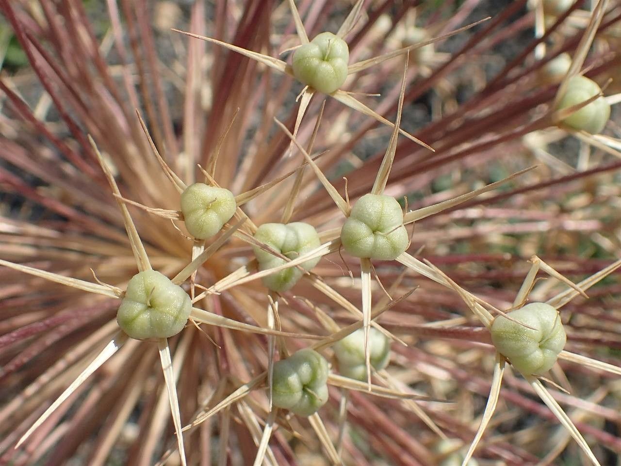 Allium cristophii fruit
