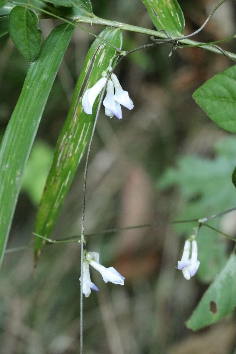 Amphicarpaea edgeworthii — related species from the same genus