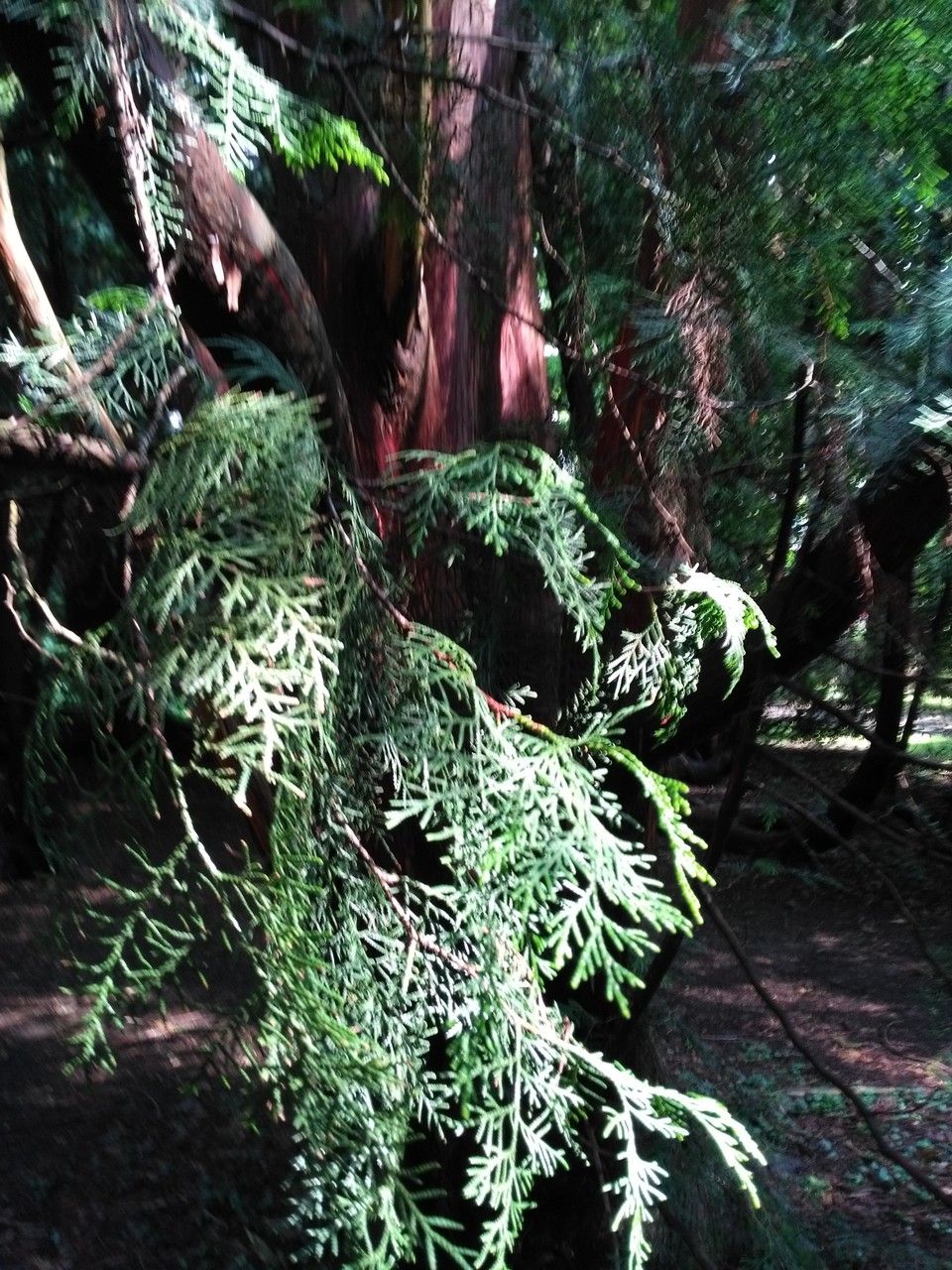 Thuja standishii