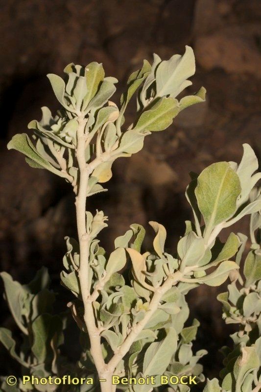 Withania adpressa other