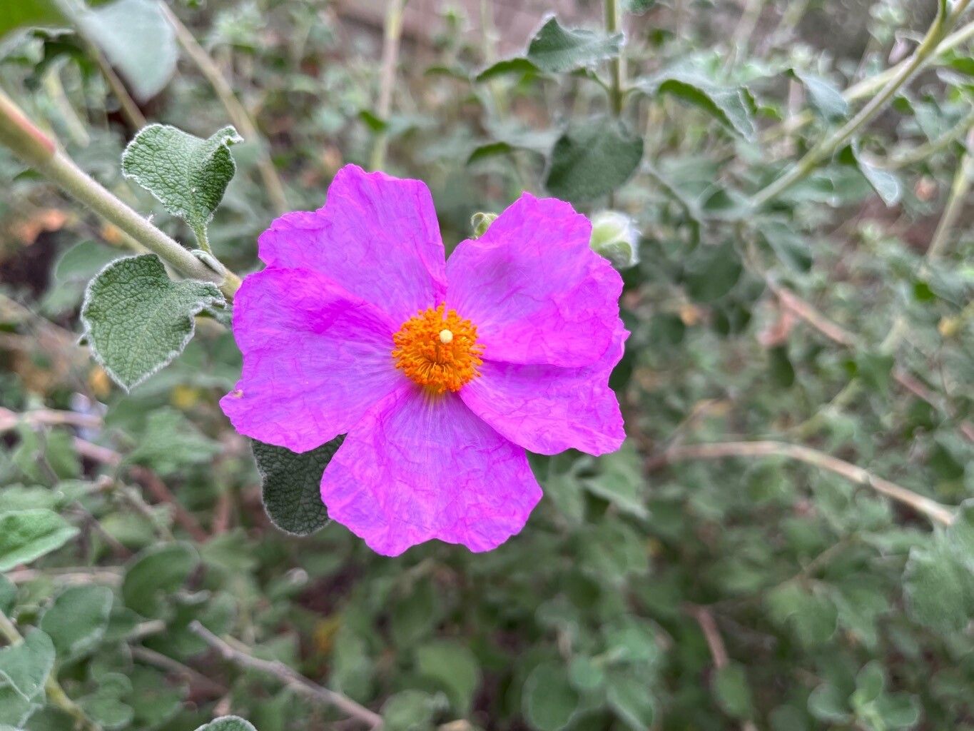 Cistus × laxus flower