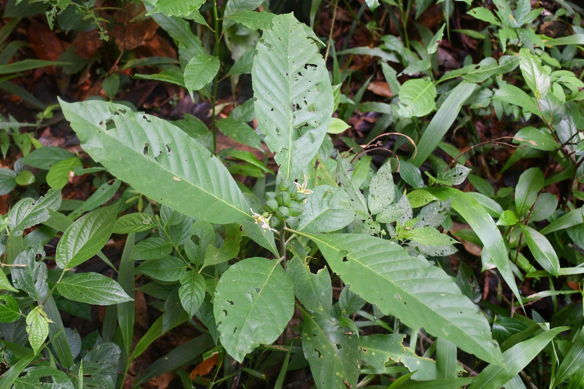 Solanum thelopodium habit