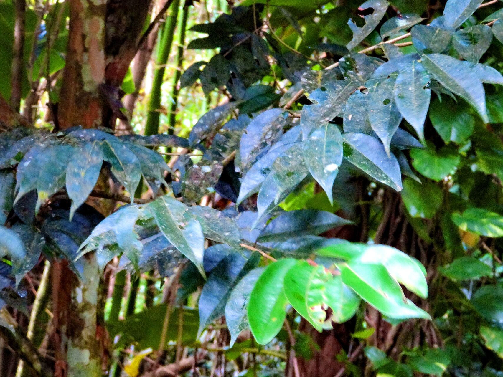Protium attenuatum leaf