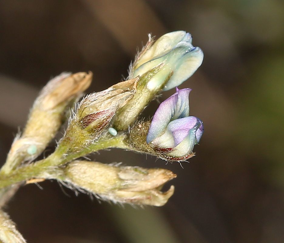 Oxytropis deflexa flower