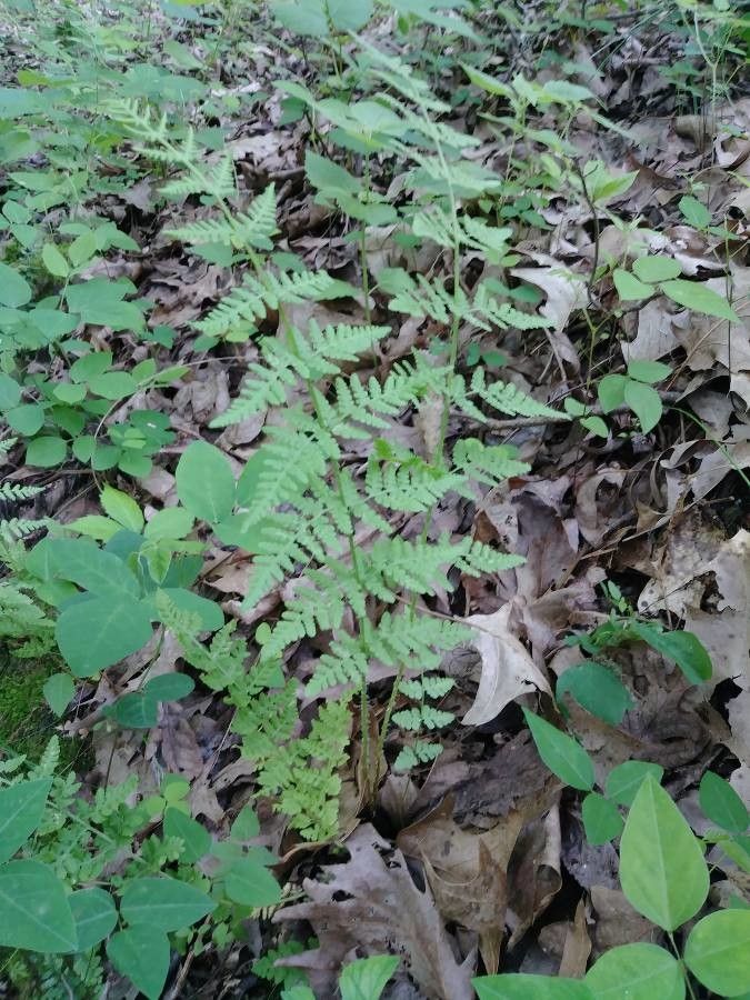 Dennstaedtia punctilobula habit