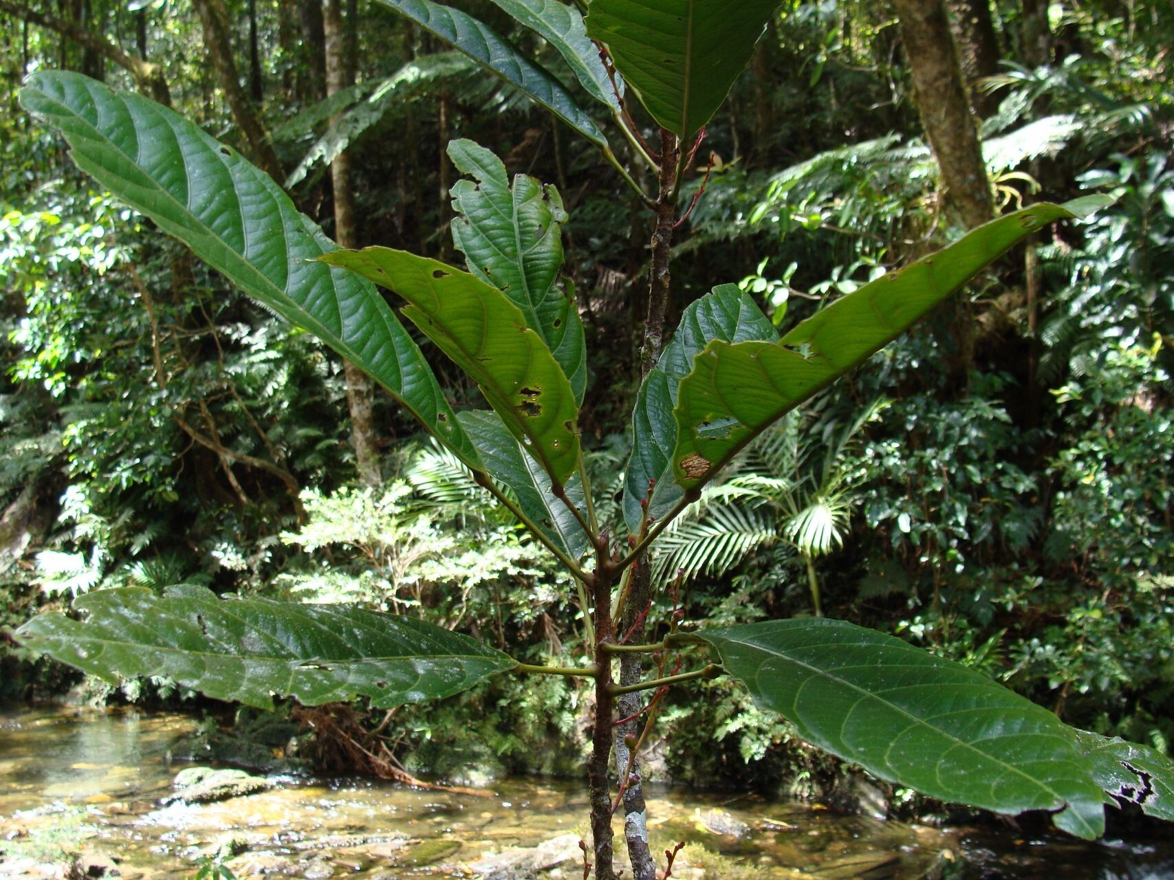 Bocquillonia nervosa habit
